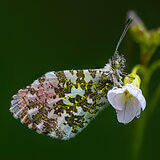 Insects
